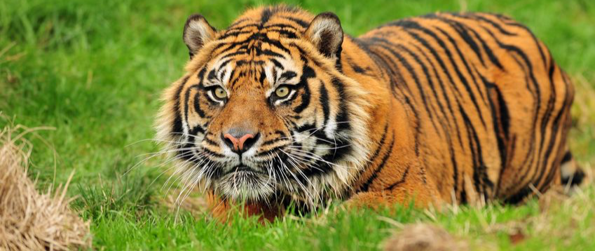 Tiger crouched down in grass